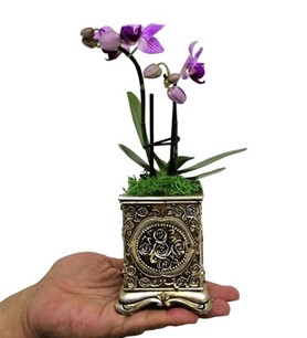Gümüş Orkide