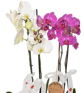 Özel Tasarımlı Seramik Saksıda Dört Orkide