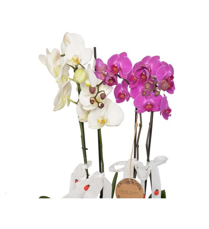 Özel Tasarımlı Seramik Saksıda Dört Orkide