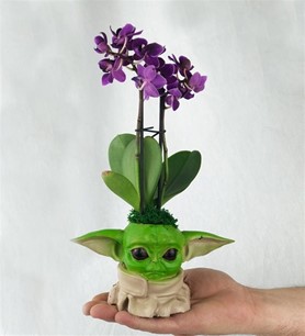 Yoda ve Canlı Orkide