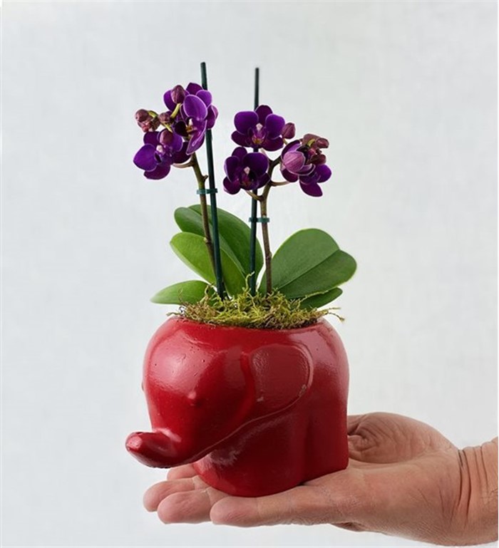 Dekoratif Kırmızı Orkide