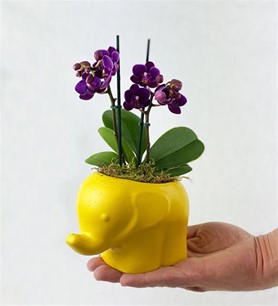 Dekoratif Orkide