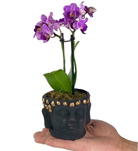 Buddha Orkide