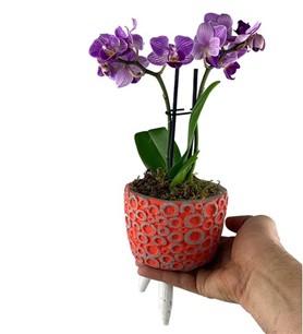 Mini Orkide 