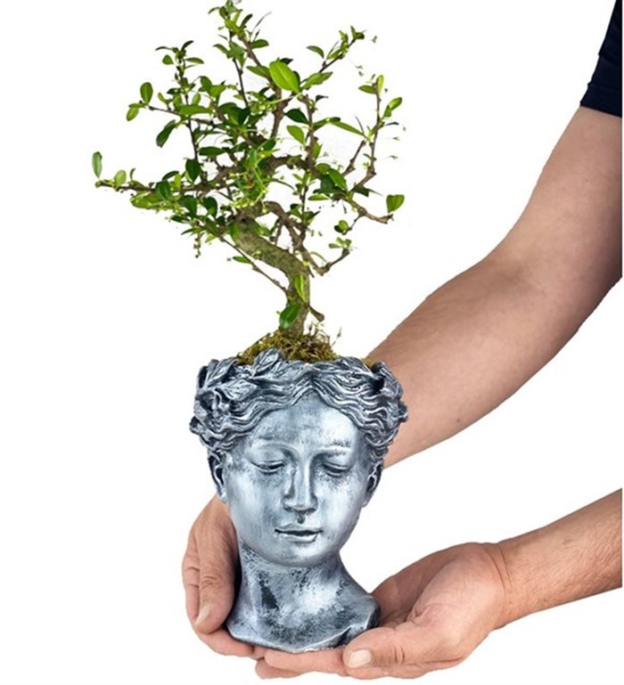 Helen Saksı bonsai