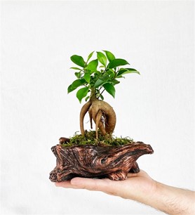 Dekoratif kütük saksı bonsai