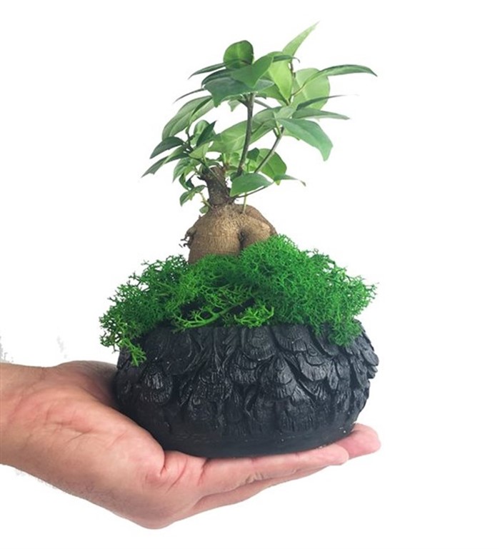 bonsai çiçeği