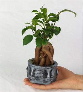 Gölge Yüz Saksı bonsai