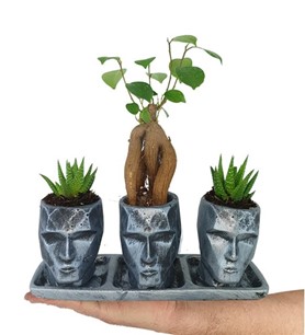 Gümüş Yüz bonsai