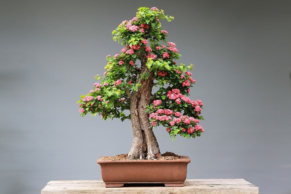 bonsai, bonsai ağacı