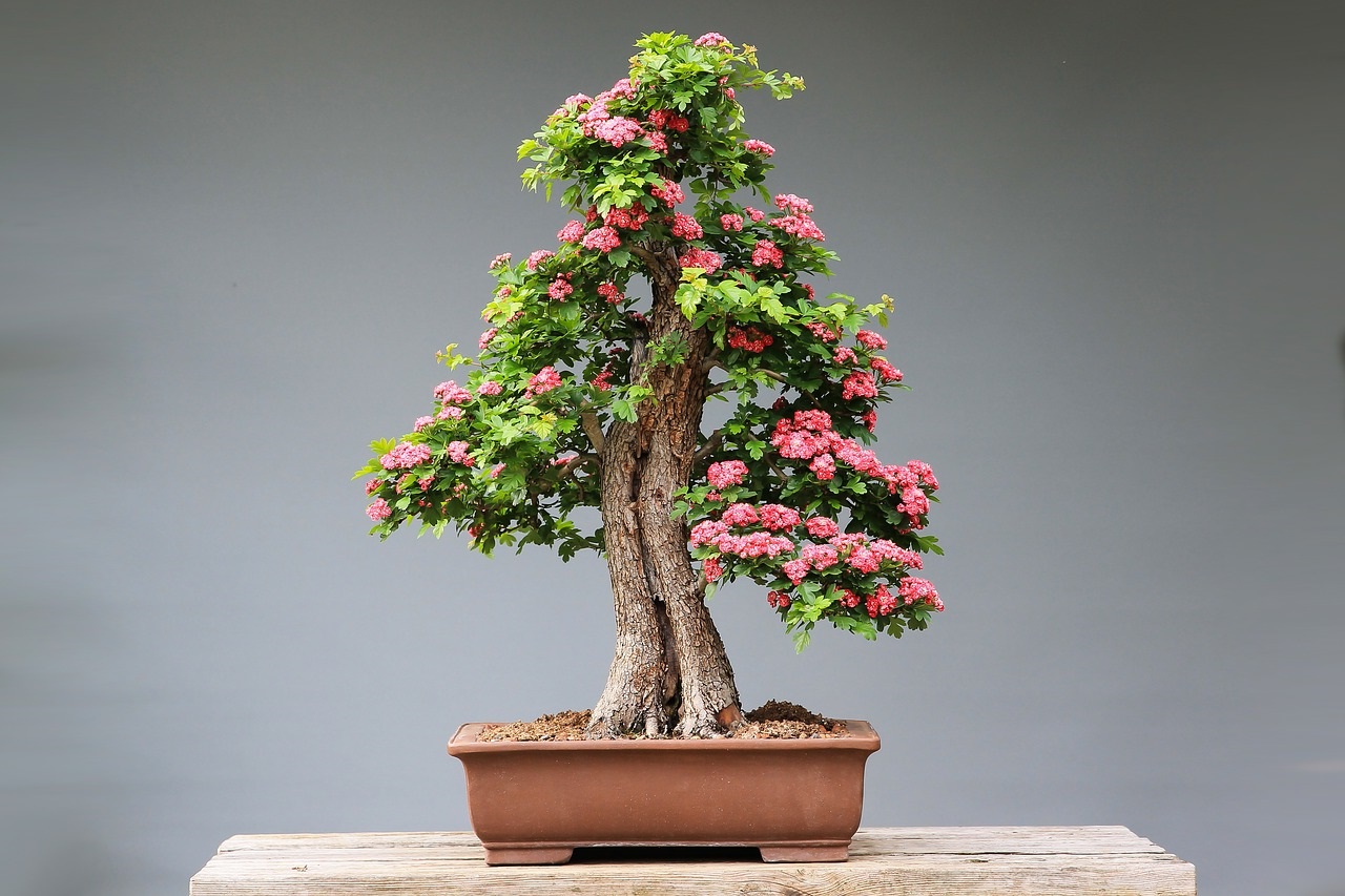 Bonsai Aac Bakm Nasl Olmaldr? | Kalite iek