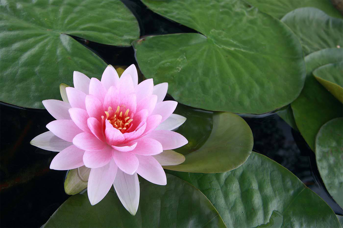doğal lotus çiçeği
