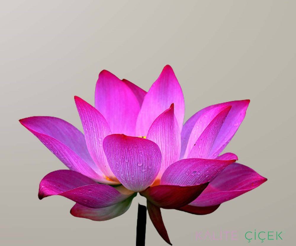 Lotus çiçeği, lotus çiçeği özelliği, lotus anlamı