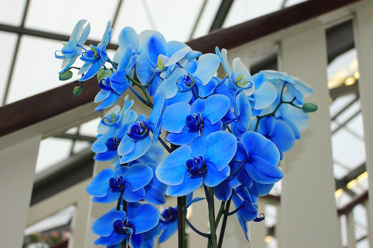 mavi orkideler hakkında