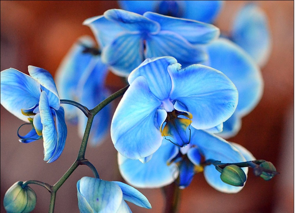 Mavi orkideler, mavi orkide bakımı, 