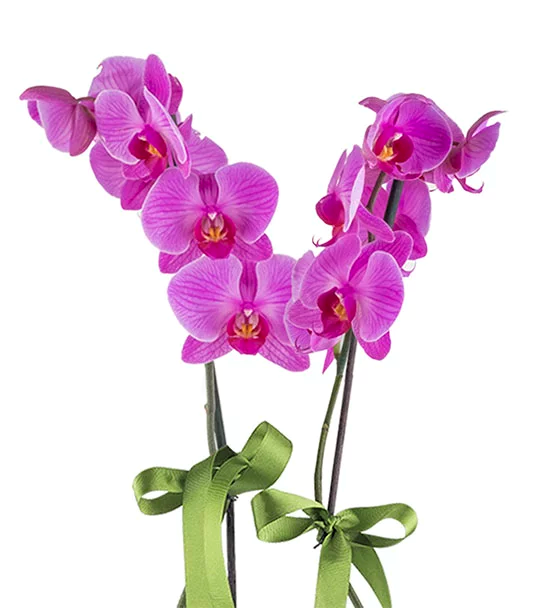 2 Dal Orkide