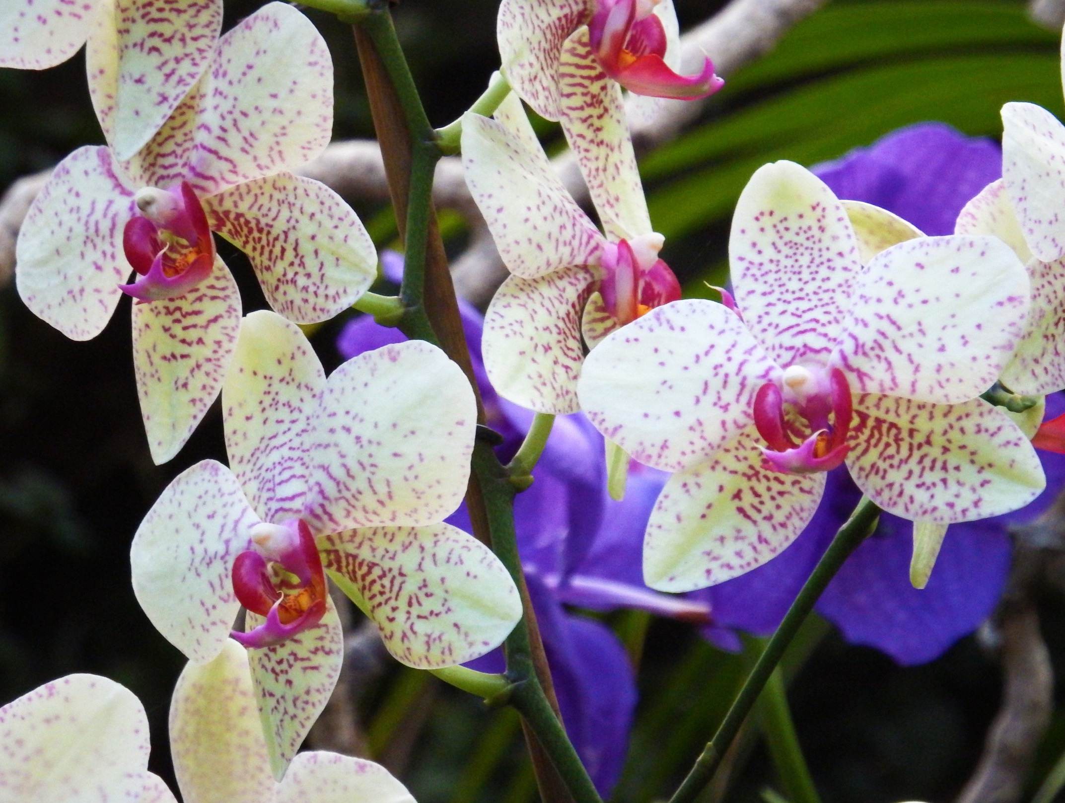 orkideler