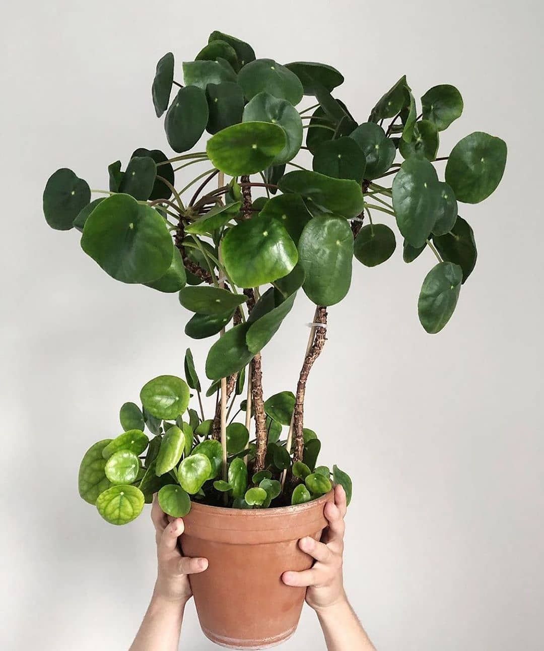 pilea