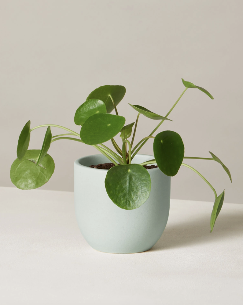 Pilea Çiçeği