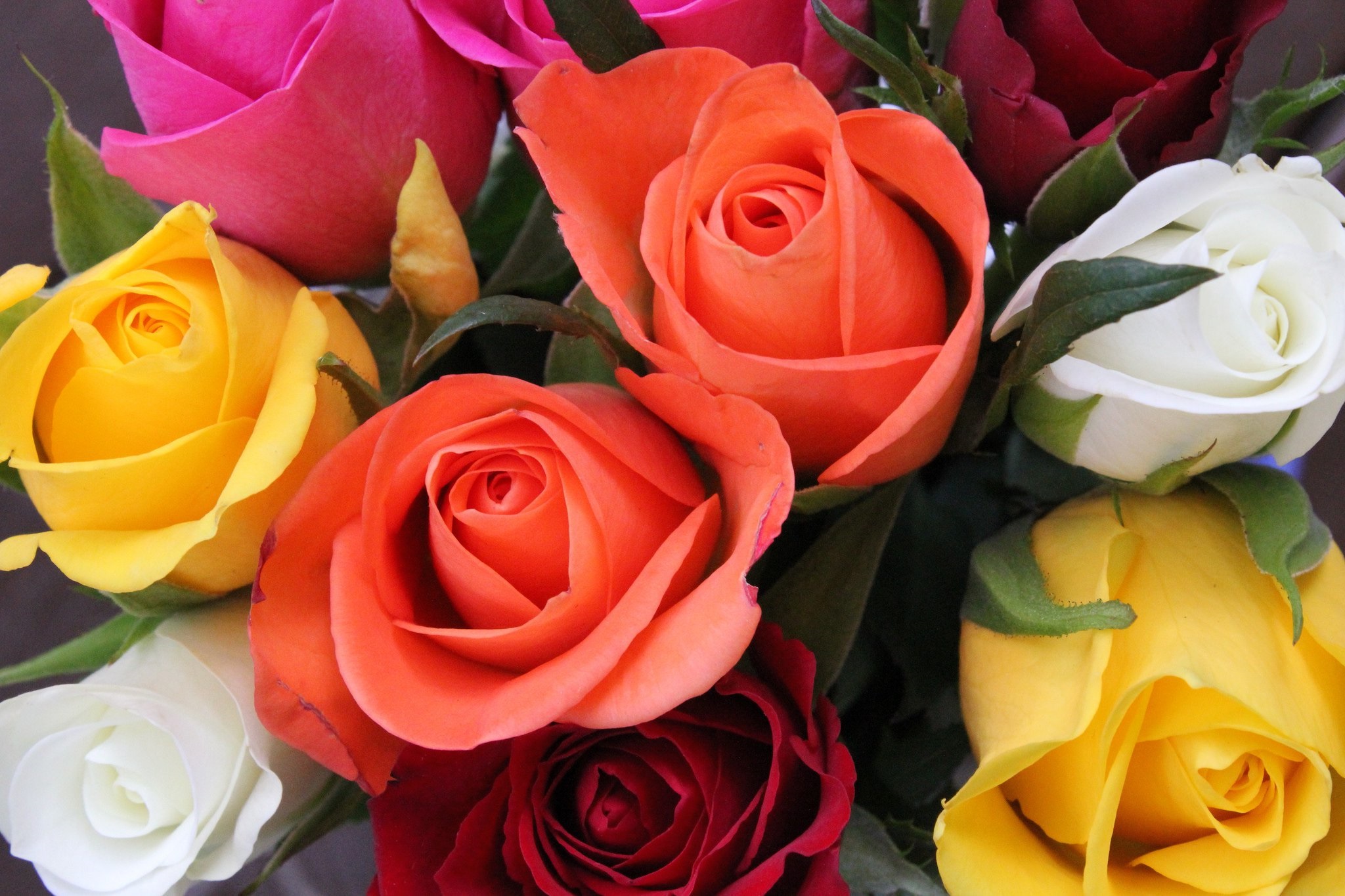 Güllerin Anlamları Nelerdir? Sayılar ve Renklerine Göre Gül Anlamları