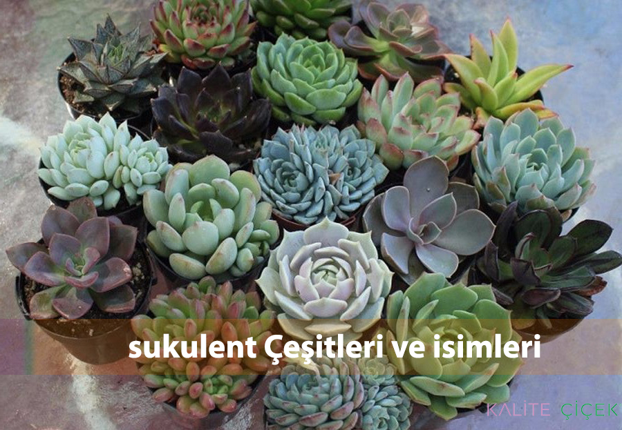 buyuleyici guzellikteki sukulent cesitleri ve isimleri kalite cicek